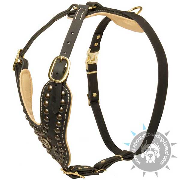 Exclusive studded leather dog harness