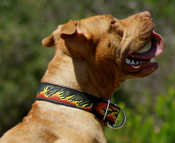 Beautiful Dog Collar Leather Dog Collar For American Pitbull