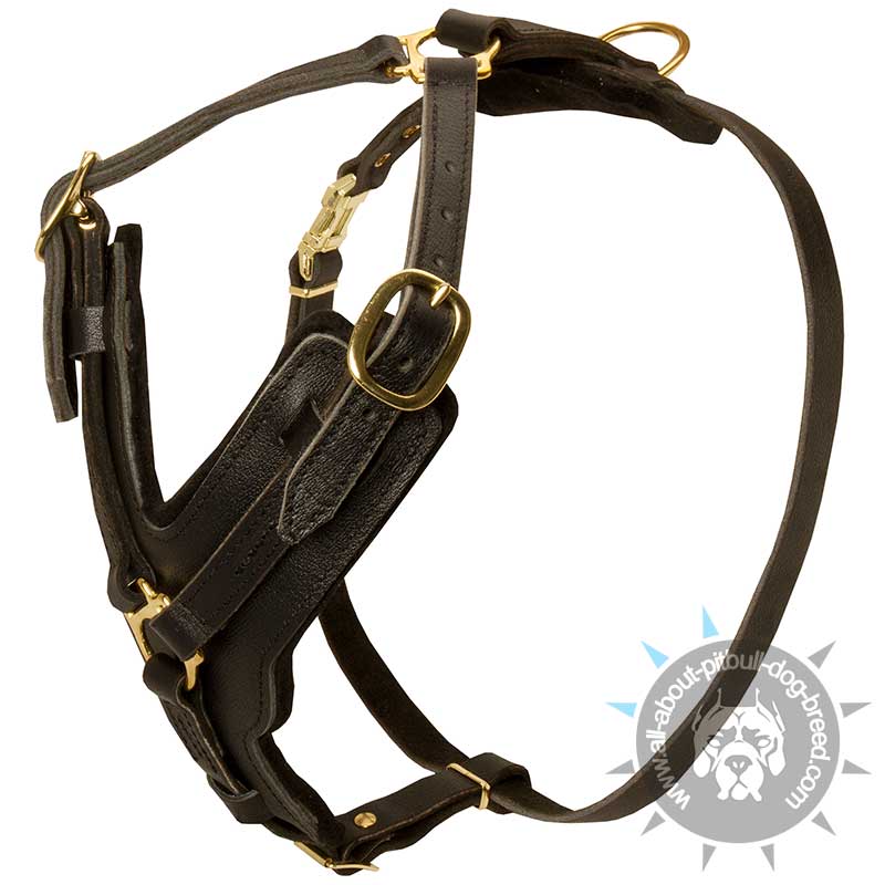 Leather 2025 agitation harness