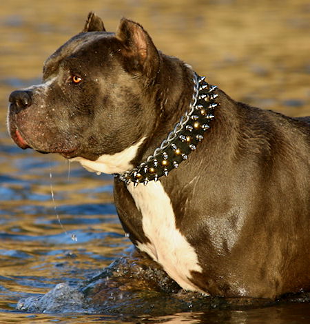 Custom Spike Studded Leather Dog Collar with spikes-Dog Supplies