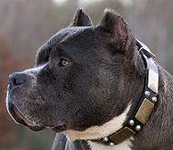 Leather dog shop collars for pitbulls